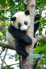 Cute panda bear climbing tree 