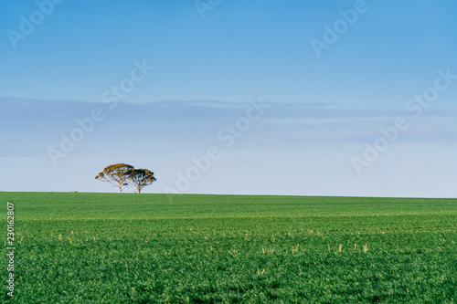 Two Trees On The Distant Horizon With Green Field Of Crops - 