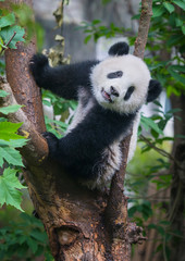 Cute panda bear climbing tree 