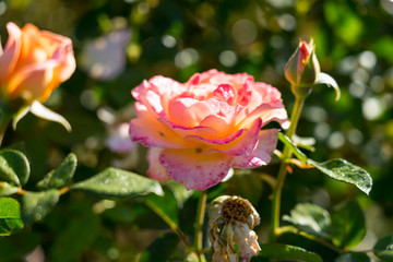 orange roses blurry background in Rose Gardens