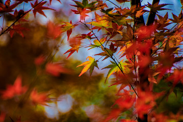 モミジ紅葉・ 秋の渓谷