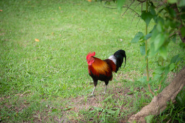 Cock walking on the grass to looking for food
