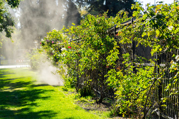 working powder in Rose Gardens