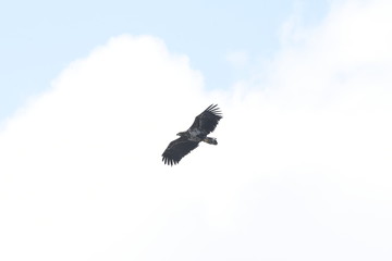 野鳥