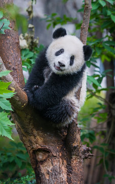 Fototapeta Cute panda bear climbing tree 
