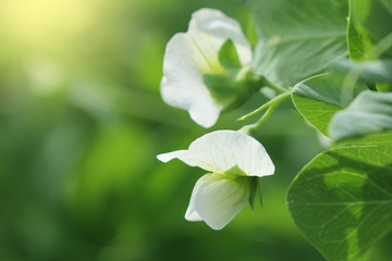 Green Pea plant with white flower in a garden - obrazy, fototapety, plakaty