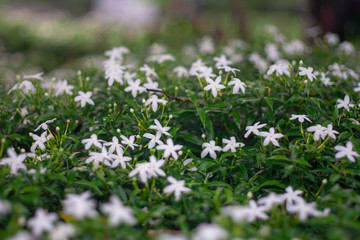 Obraz premium small white flower