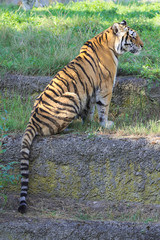 Tiger in zoo