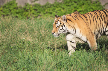 Fototapeta na wymiar Tiger in zoo