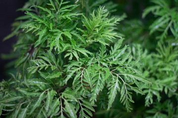 green small herb plant
