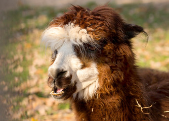 Alpaca (Lama). Alpaca is a domestic cloven-hoofed animal from the camel family. Bred in the Alpine zone of South America (Andes).