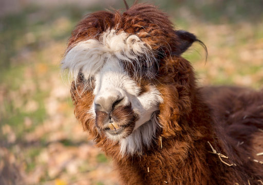 Alpaca (Lama). Alpaca is a domestic cloven-hoofed animal from the camel family. Bred in the Alpine zone of South America (Andes).