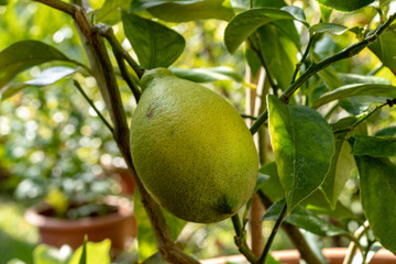Zitruspflanze in Topf