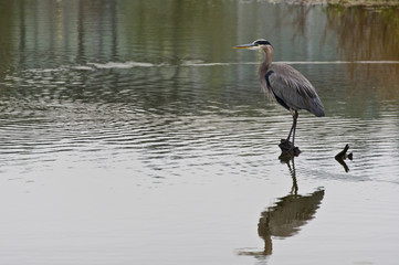 Great Blue Heron 4