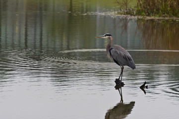 Great Blue Heron 3