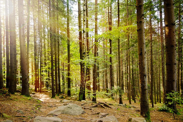 Forest with sunlight.