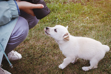 White puppy plays, pulls and frolics with the mistress.