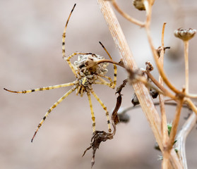araña en su habitat