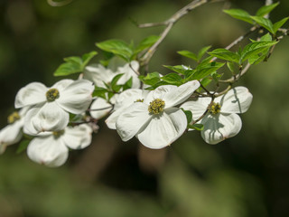 Cornus nuttallii - Floraison vernale du cornouiller du Pacifique ou cornouiller de Nutall.