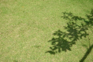 Tree shadow on short green grass in spring.