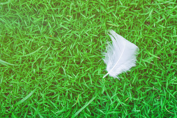 Duck feathers fall on green grass. For the background