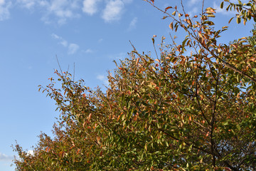 日本の秋の空