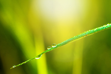 Morning dew drops on green grass leaf with morning light