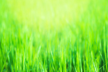 Morning dew on green grass yellow light, Blur green background