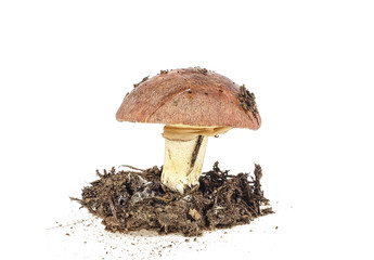 One brown mushroom in soil substrate isolated against white background