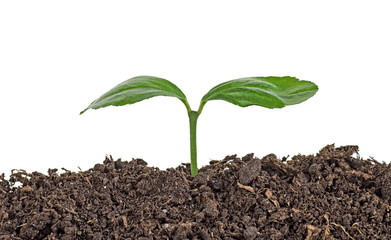 Young plant in soil humus on white background
