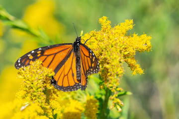 A golden delight for a Monarch Butterfly!