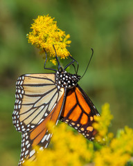 A Monarch Butterfly getting a different view of a yellow wildflower!