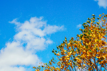 定山渓 豊平峡の紅葉