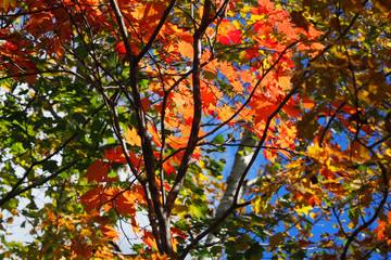 定山渓 豊平峡の紅葉