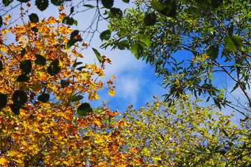 定山渓 豊平峡の紅葉