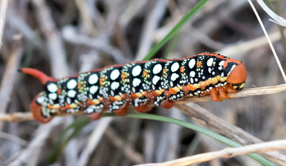 gusano en una rama en su habitat con macro