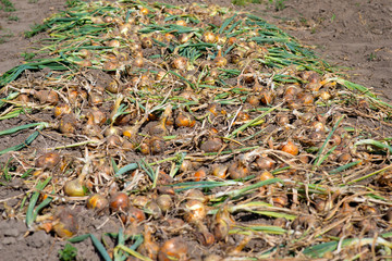 onions for agriculture