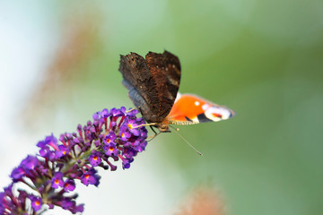 Butterfly on flower