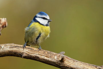 Blaumeise