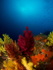 gorgonia en el mediterráneo con fondo azul
