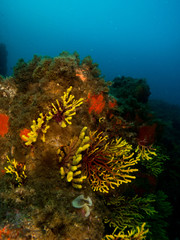 gorgonia en el mediterráneo con fondo azul