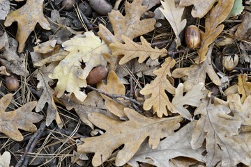 Acorns and oak leaves © flamel123
