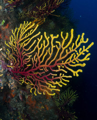 gorgonia en el mediterráneo con fondo azul