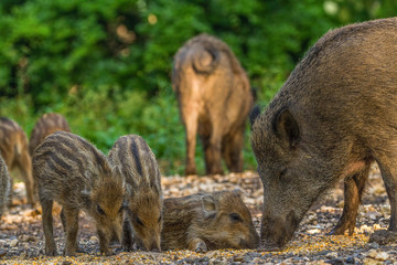Wildpark Eichert