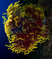 gorgonia en el mediterráneo con fondo azul