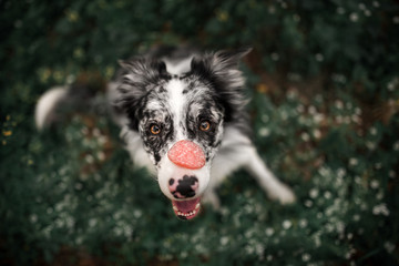 funny dog breed border collie on the nose sausage