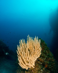 Fototapeta na wymiar gorgonia en el mediterráneo con fondo azul