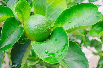 lemon plant lime growing in the garden