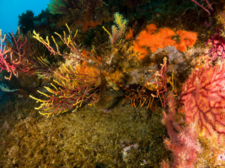 gorgonia en el mediterráneo con fondo azul