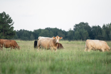 Crossbred cows in southern pasture